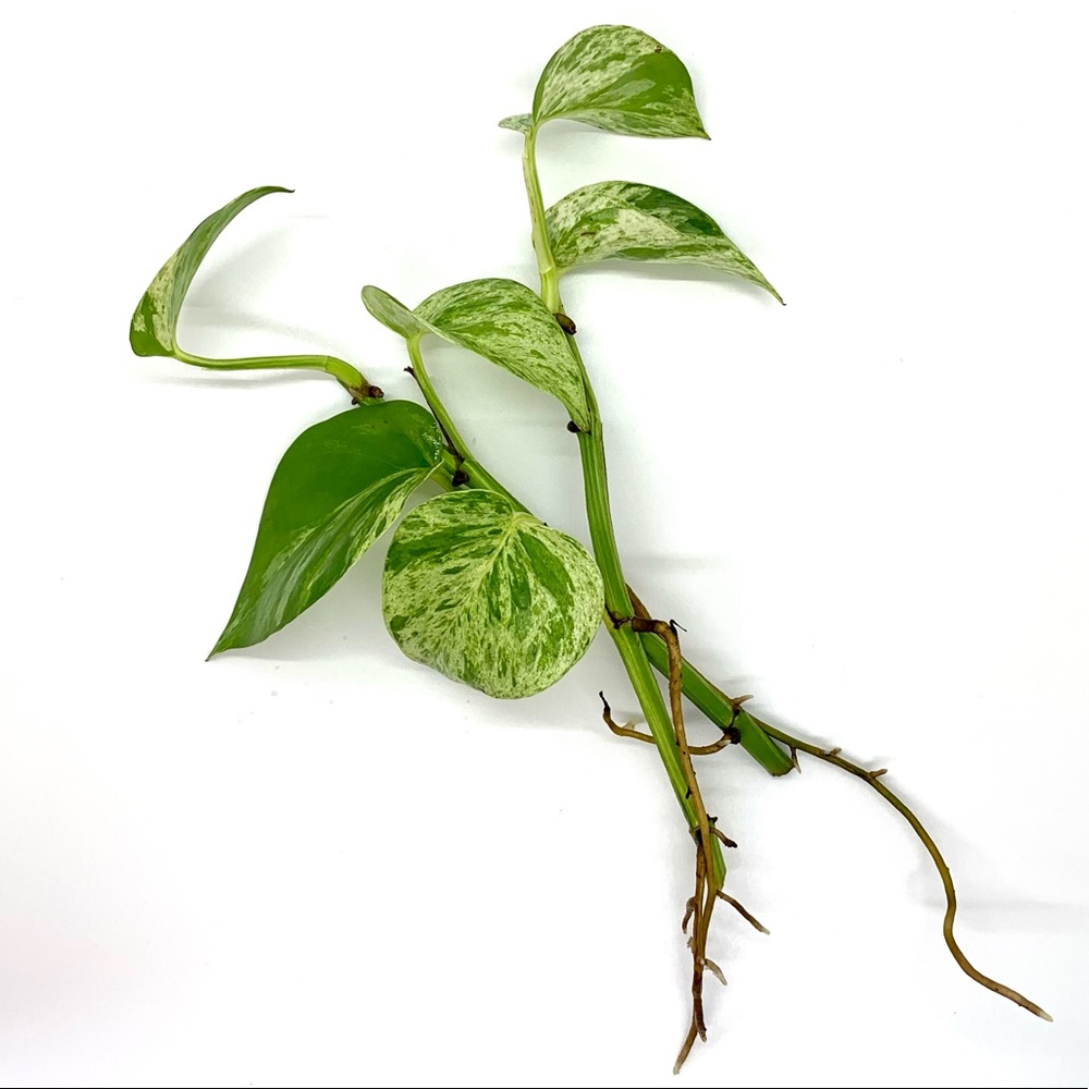 Queen Marble Pothos